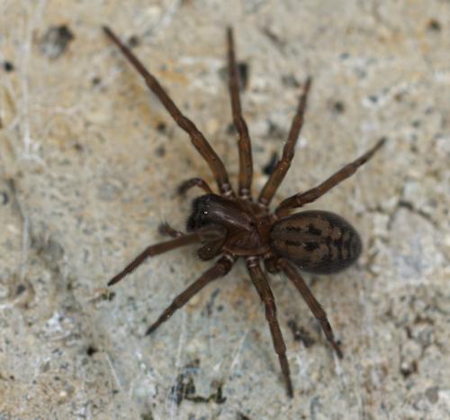 Réf. 344 442 : Amaurobius ferox